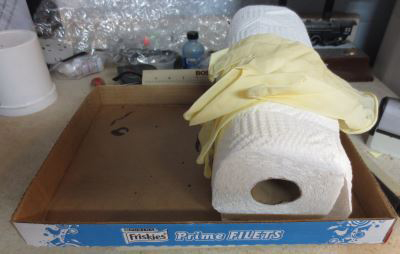 Paper towels and gloves